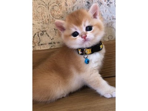 A kalite british shorthair golden yavrular