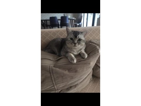 British shorthair kedilerim