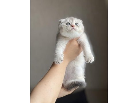 Sıfır kulak oyuncu scottish fold silver yavrum