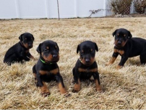 A kalite doberman köpekler