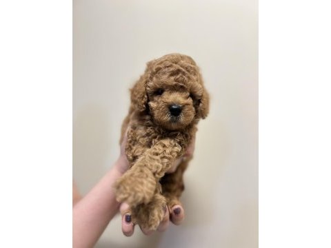 Red brown anne altında toy poodle