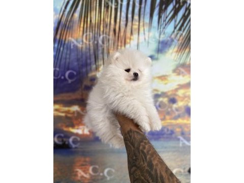 Pomeranian bebekler hazır