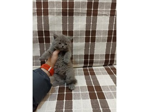 Gri koca kafalı yavru british shorthair