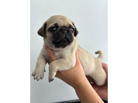 Pug mops yavrularımız