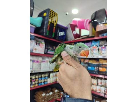 El besleme alexander bebekler