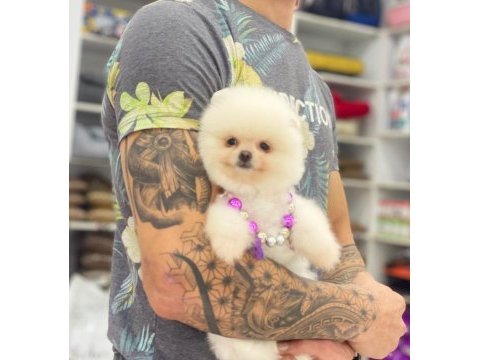 Orjinal pomeranian boo yavrular