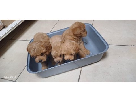 Maltipoo yavrular