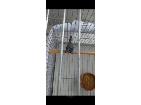 Mavi baştankara erkek
