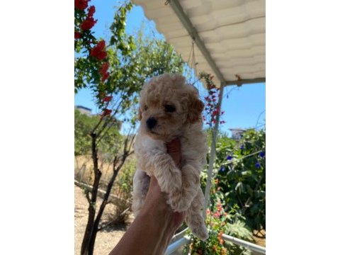 Çok tatlı maltipoo yavrularımız