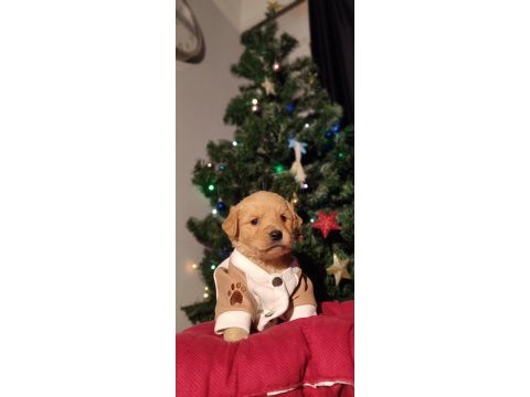 Baby face golden retriever bebekler