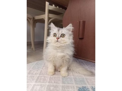 5 aylık british longhair kızımız hera