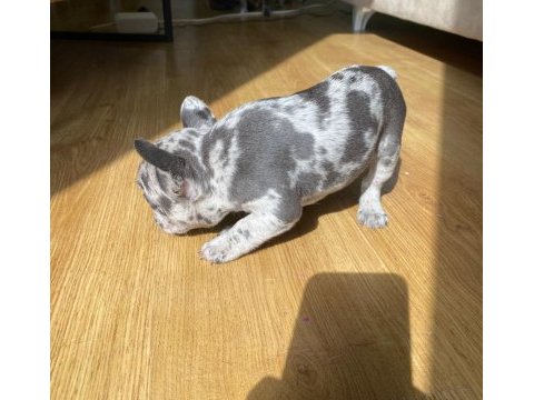 Blue merle french bulldog