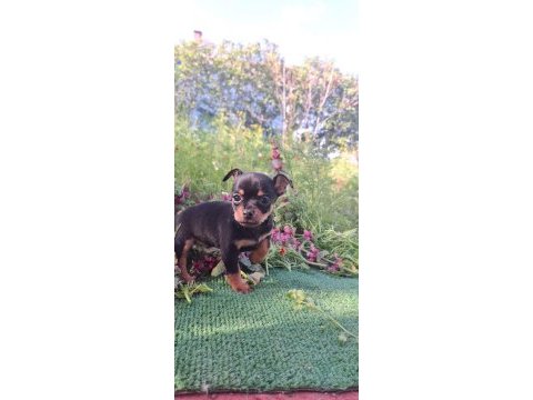 Teslime hazır yavru köpeklerimiz