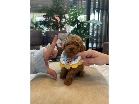 Micro teacup poodle bebeğim