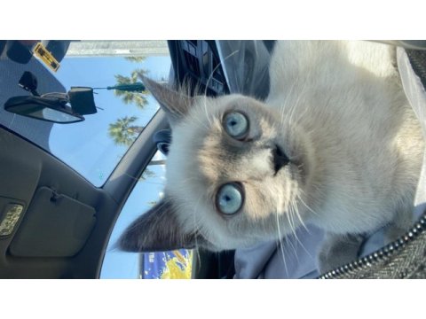 British shorthair blue point