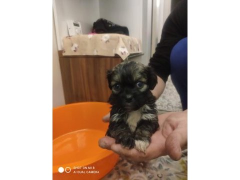 Orjinal pekinez yavruları