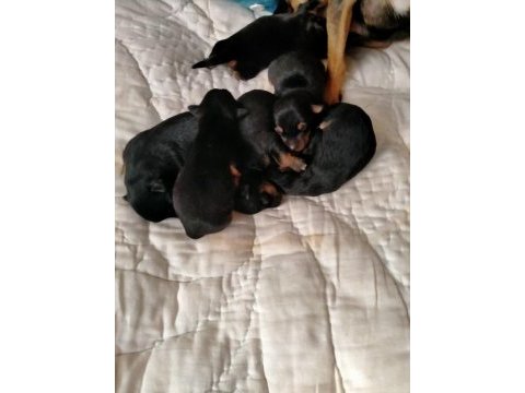 Pinscher erkek dişi mevcuttur