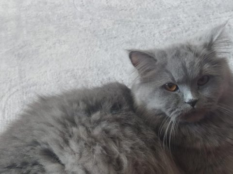 British longhair kedim mayayı sahiplendiriyorum