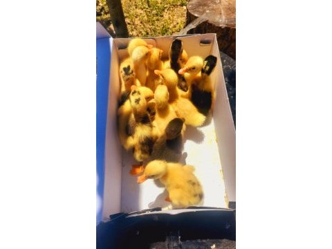 Ördek yavruları sorunsuz kendi üretimimiz