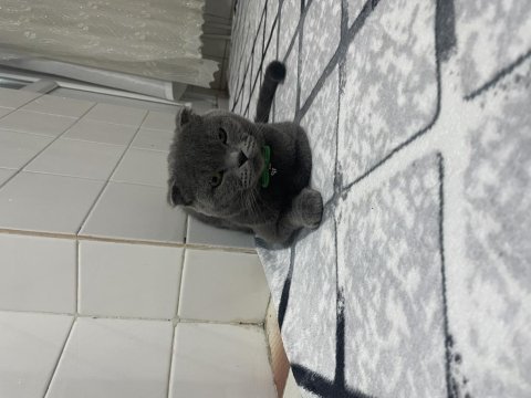 Sıcak yuva arıyoruz scottish fold