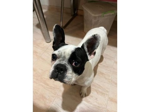 Sahibinden maske french bulldog