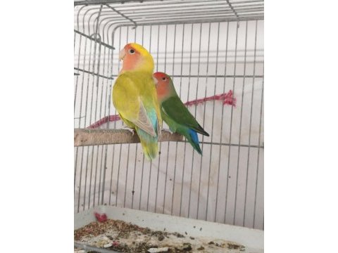 Sürekli yumurtlayan anaç takım papağanımız