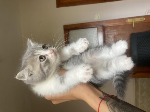 2 aylık british shorthair yavrular