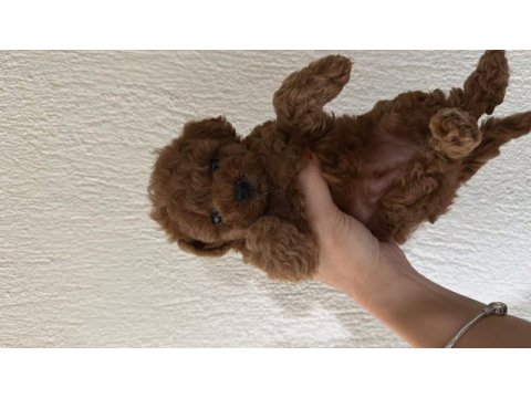 Sağlık garantili toy poodle kore
