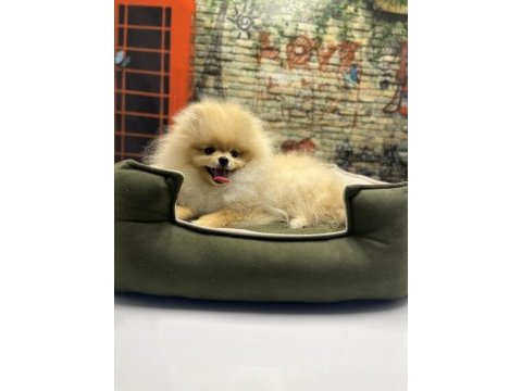 Teacup pomeranian boo erkek yavrumuz @petclubadanaa