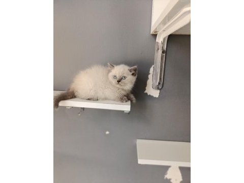 British shorthair blue point