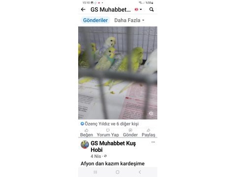 30. 40 gün arası muhabbet kuşu yavruları