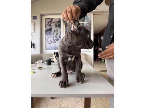 Ruhsatlı çiftlikten a kalite cane corso