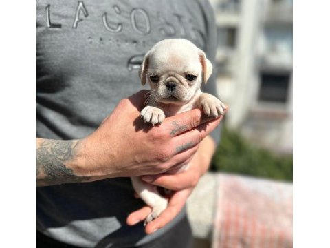 Egzotic white pug kardeşler