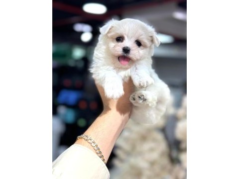 Maltese yavrular