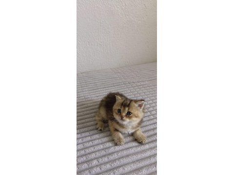 Dişi ve erkek british shorthair yavrularımız