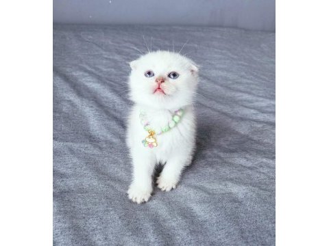 Scottish fold 2 aylık dişi