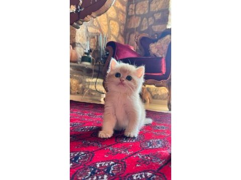 Saf kan golden british shorthair yavruları (wcf kayıtlı)