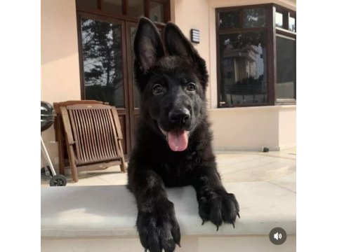 Şecereli solid black alman kurdu yavruları