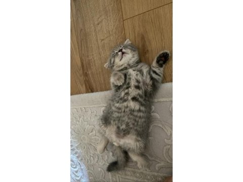 Bebeksu british shorthairler