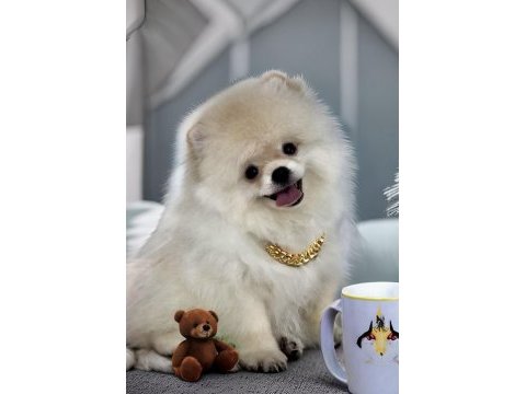 Beyaz renk ayı surat pomeranian boo 2 aylık erkek yavrum