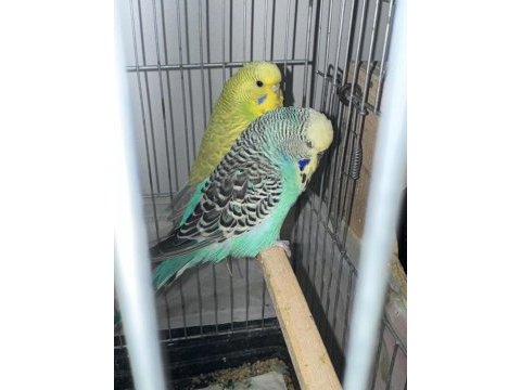 Erkek jumbo muhabbet kuşu