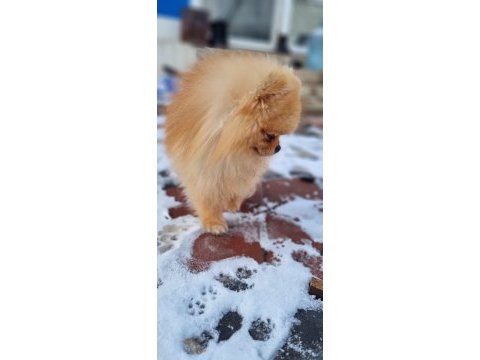 Ayı surat şecereli pomeranian boo erkek