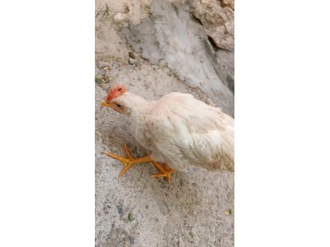 2 adet 4 aylık horoz pazarlık olur