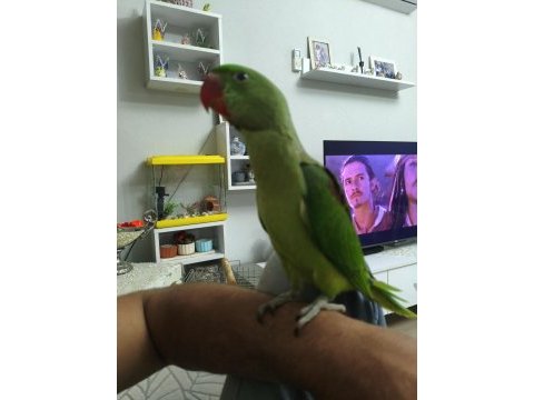 5 aylık çok tatlı iskender papağanı