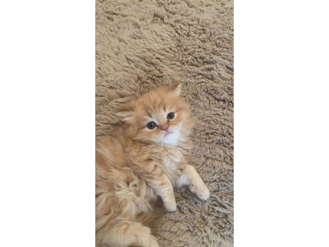 1,5 aylık british longhair