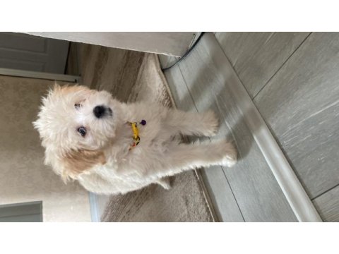 A kalite maltipoo yavrularımız