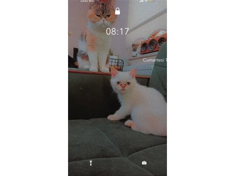 2,5 aylık erkek mavi gözlü kedim