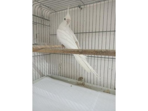 Albino sultan papağanı takım