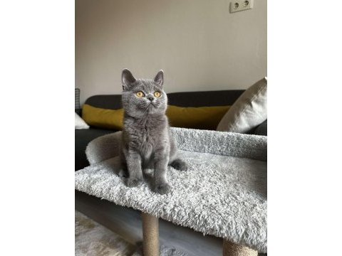 Gri british shorthair cinsi yavrumuza yuva arıyoruz