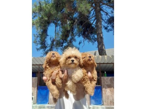 Maltipoo yavrular bir birinden güzel
